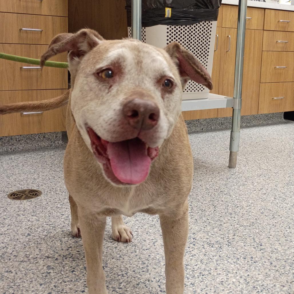 Red Rose, a Adoptable Mixed Breed in Hinsdale, IL image 5/6