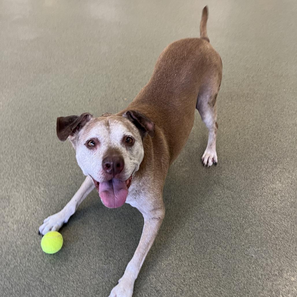 Red Rose, a Adoptable Mixed Breed in Hinsdale, IL image 6/6