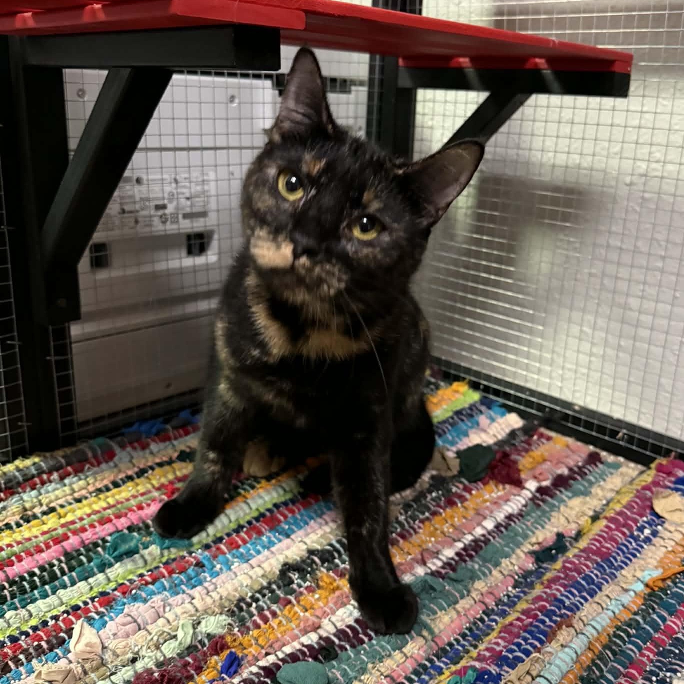 Enlarge Brooklyn, a Adoptable mixed breed in Antioch, CA image 2/5