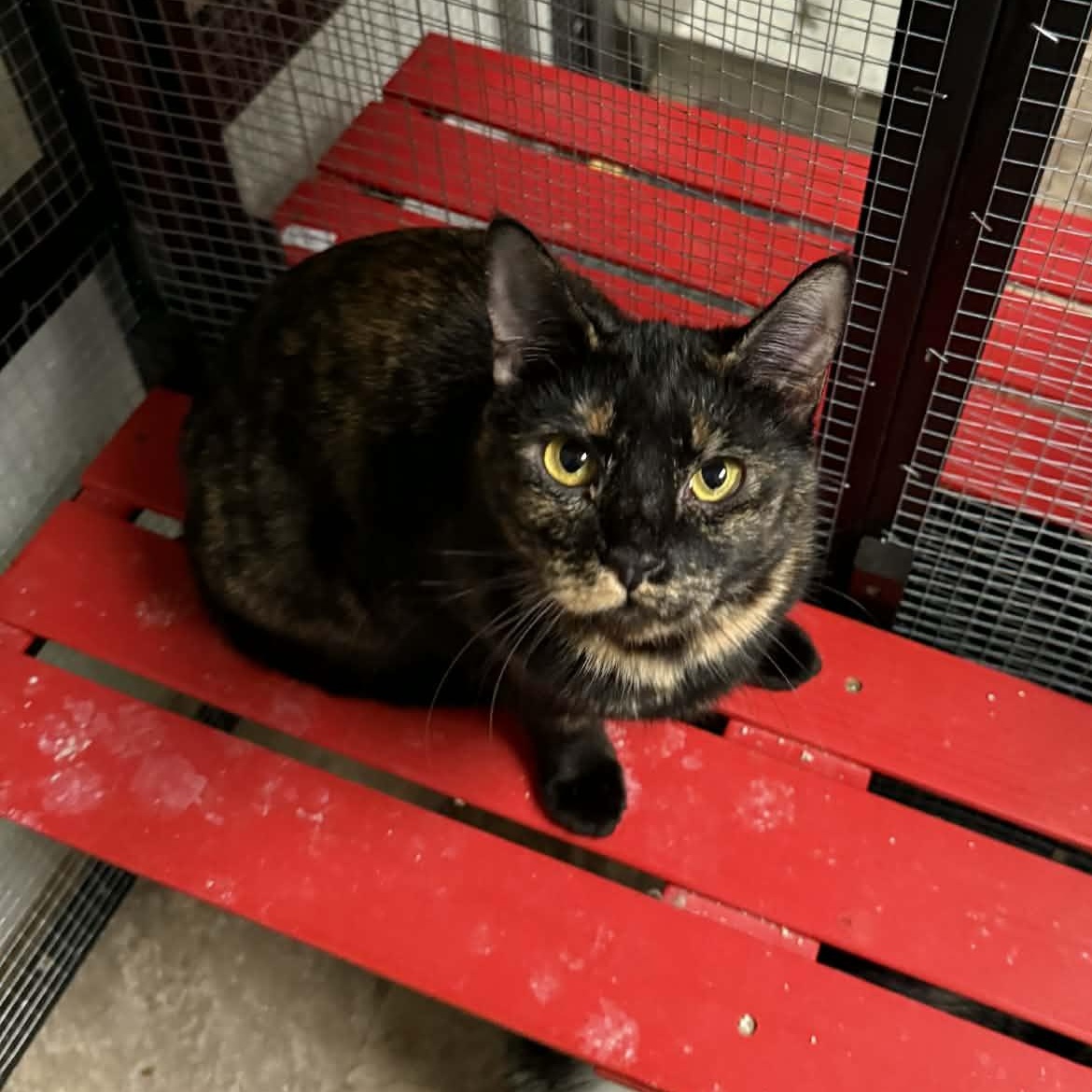Brooklyn, Adoptable, Young Female Tortoiseshell & Domestic Short Hair.