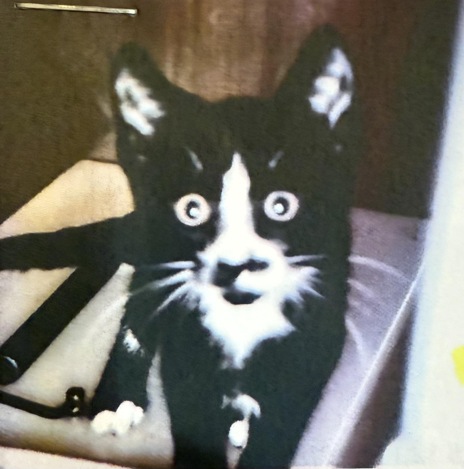 Enlarge Zariah, a Adopted mixed breed in Dixon, CA image 1/2