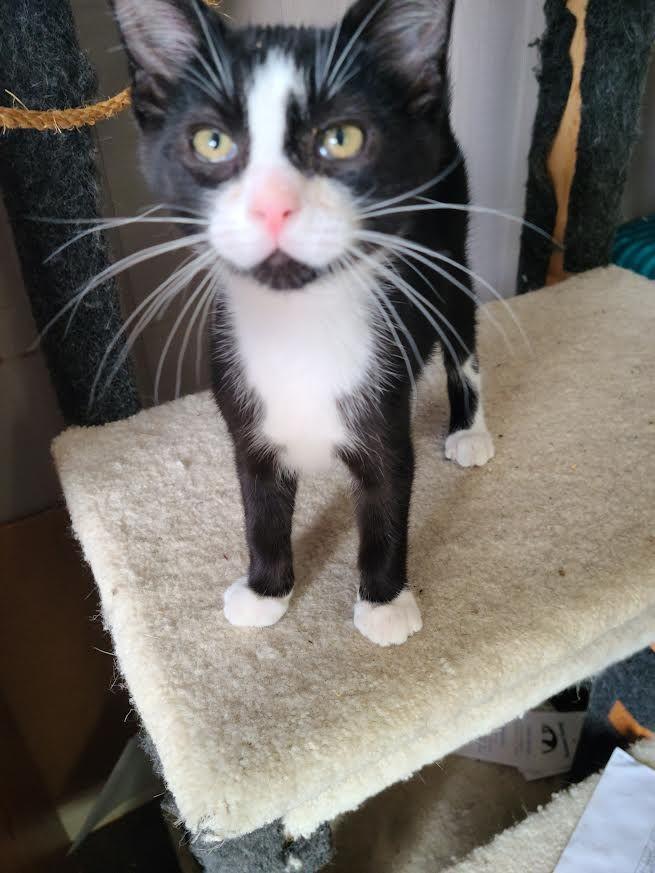 Dinky, a Adoptable Domestic Short Hair in Russellville, KY image 1/2