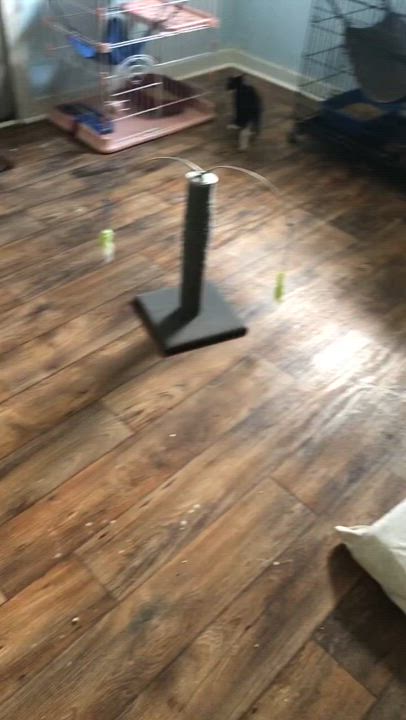 Enlarge Dinky, a Adoptable Domestic Short Hair in Russellville, KY video 2/2