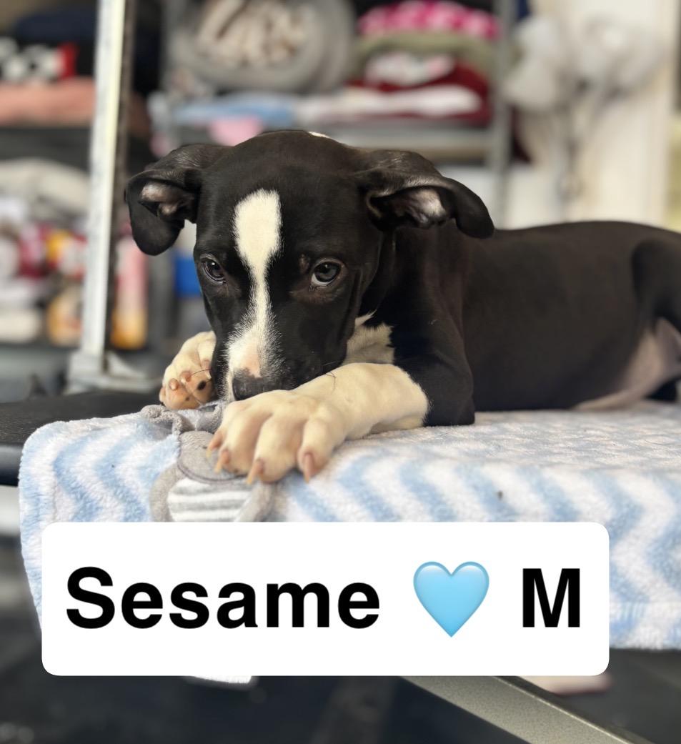 Sesame, adopted, Puppy Male Pit Bull Terrier.