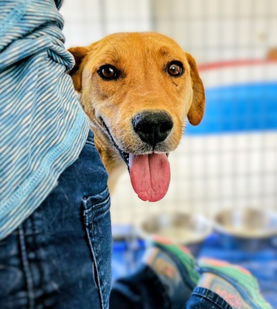 Enlarge Cricket, a Adoptable mixed breed in Denver , CO image 2/6