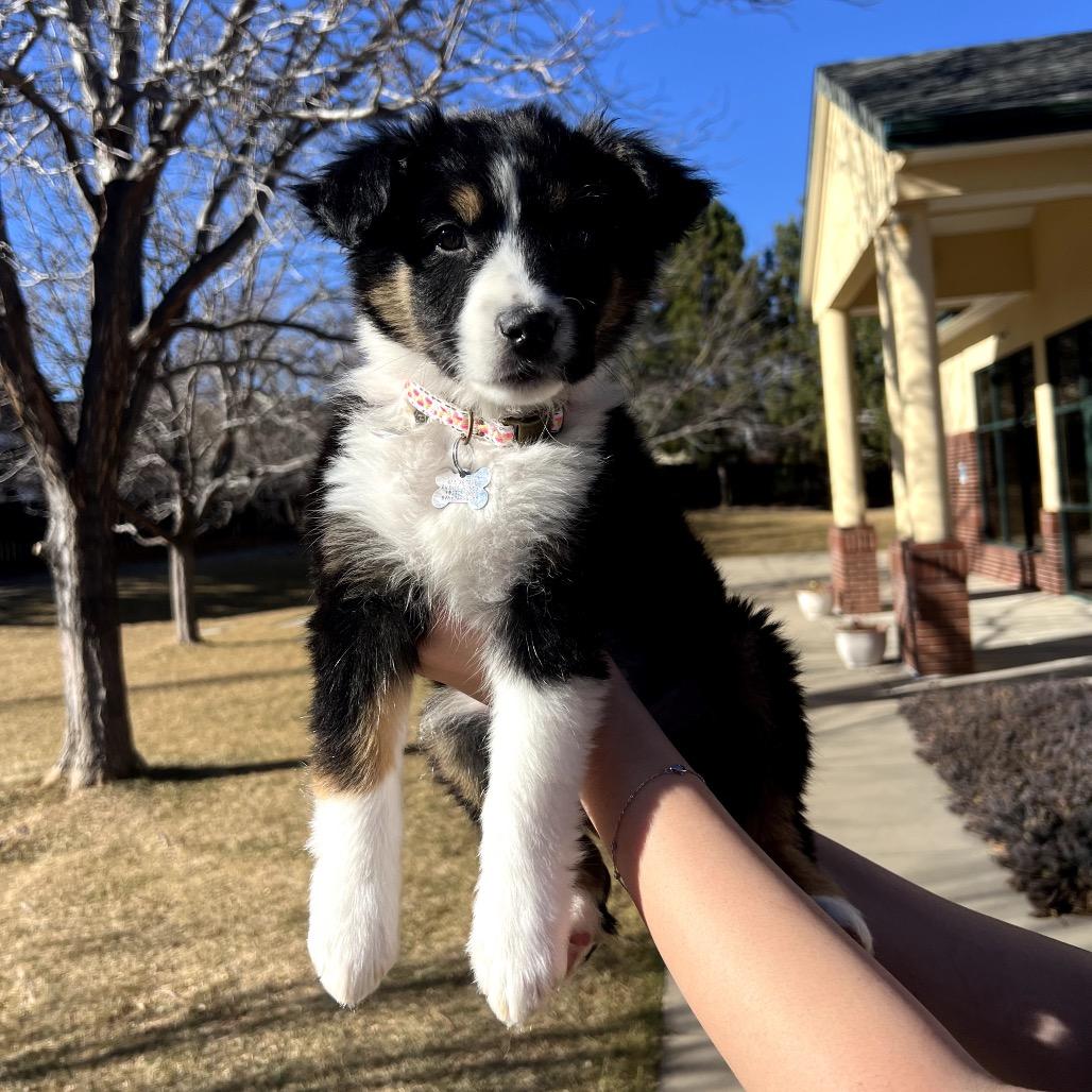 Enlarge Callie, a Adoptable mixed breed in Fort Collins, CO image 1/3