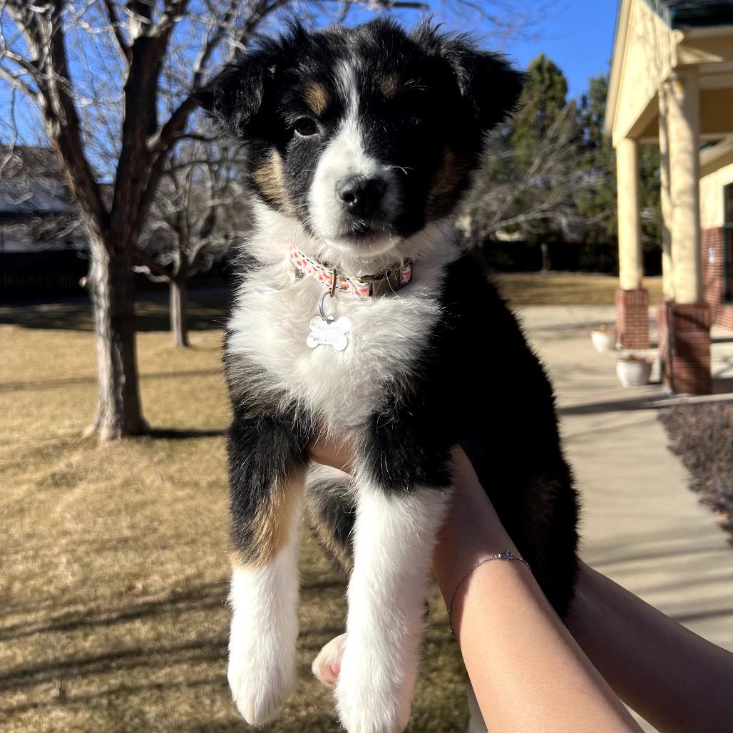 Enlarge Callie, a Adoptable mixed breed in Fort Collins, CO image 2/3