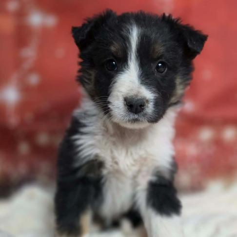 Enlarge Callie, a Adoptable mixed breed in Fort Collins, CO image 3/3