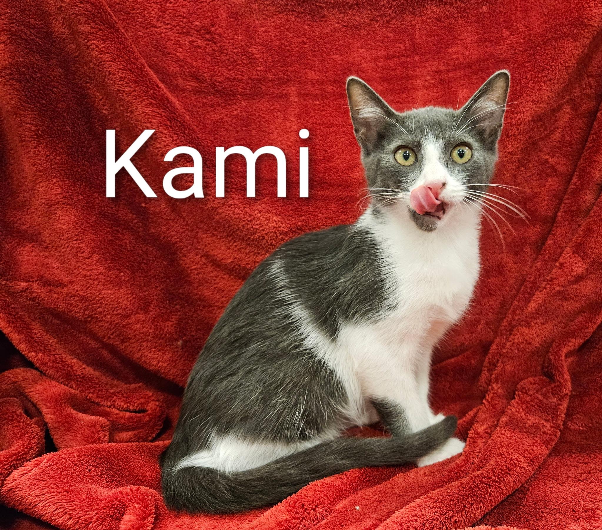 Klein - North Conroe Petsmart