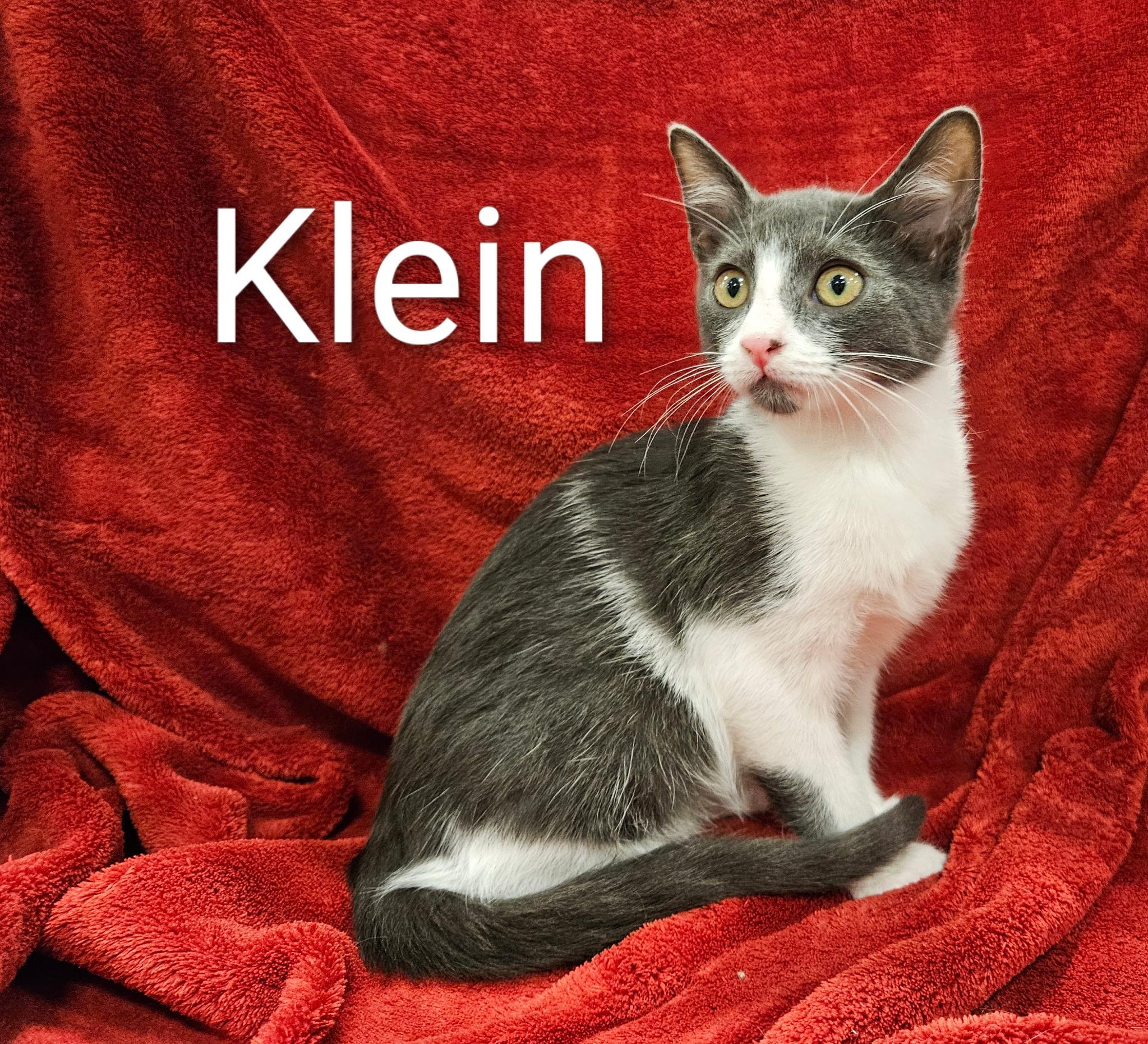 Klein - North Conroe Petsmart