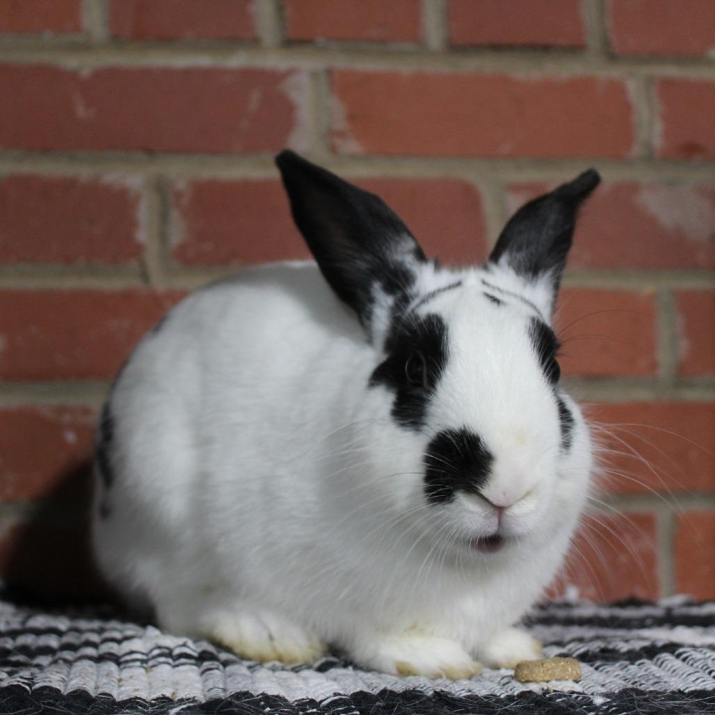 Enlarge A$ap Rocky, a Adoptable Rex in Winston-Salem, NC image 1/1