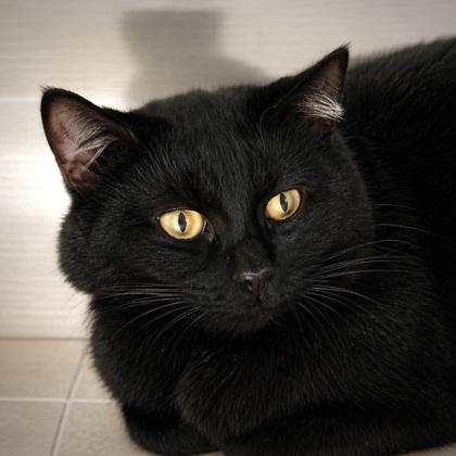 Henry VIII, Adoptable, Adult Male Domestic Medium Hair & Domestic Short Hair.