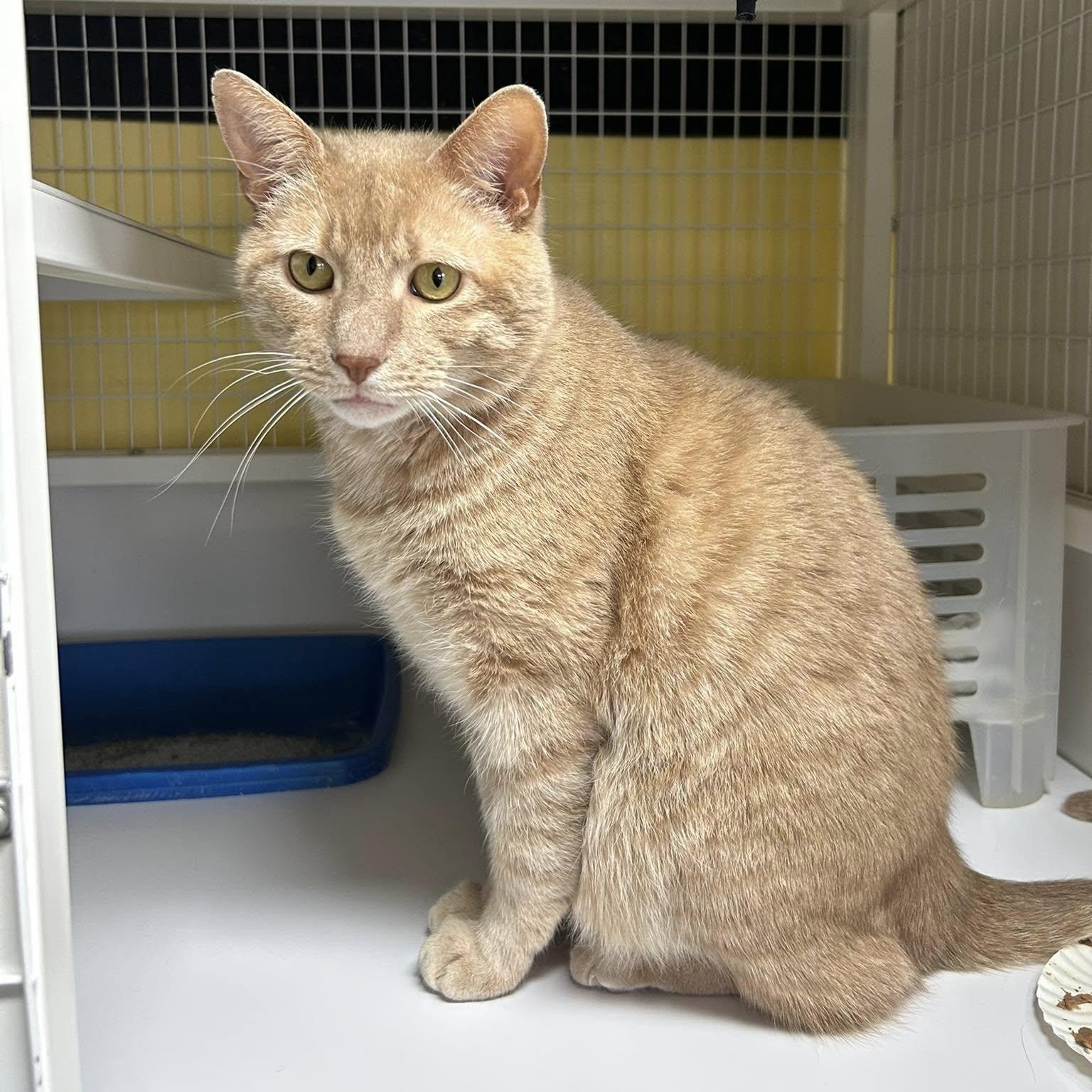 Zeus, a Adoptable Domestic Short Hair in Albany, NY image 4/6