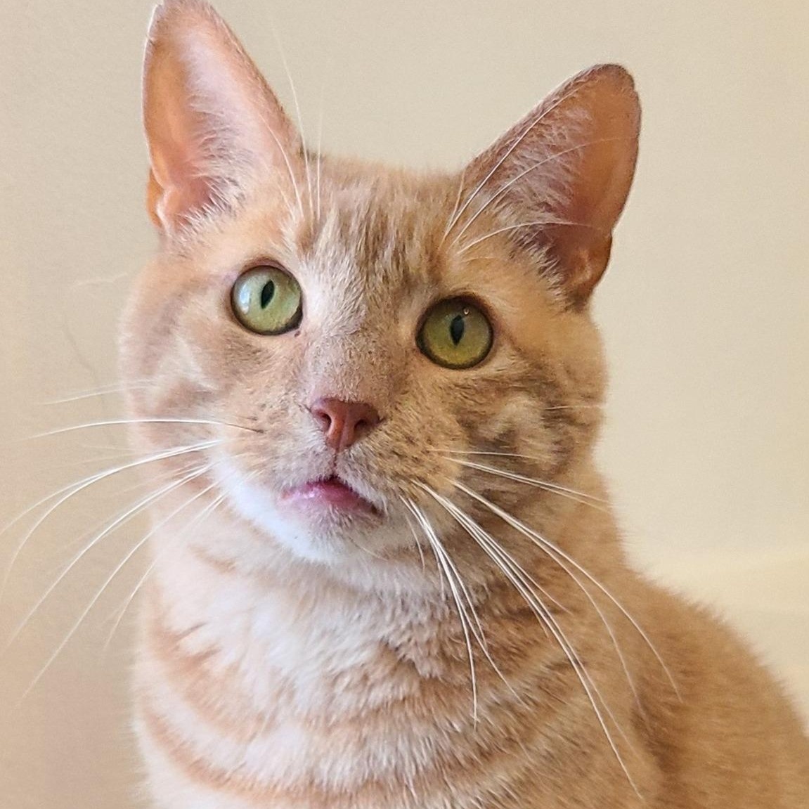 Zeus, a Adoptable Domestic Short Hair in Albany, NY image 1/6