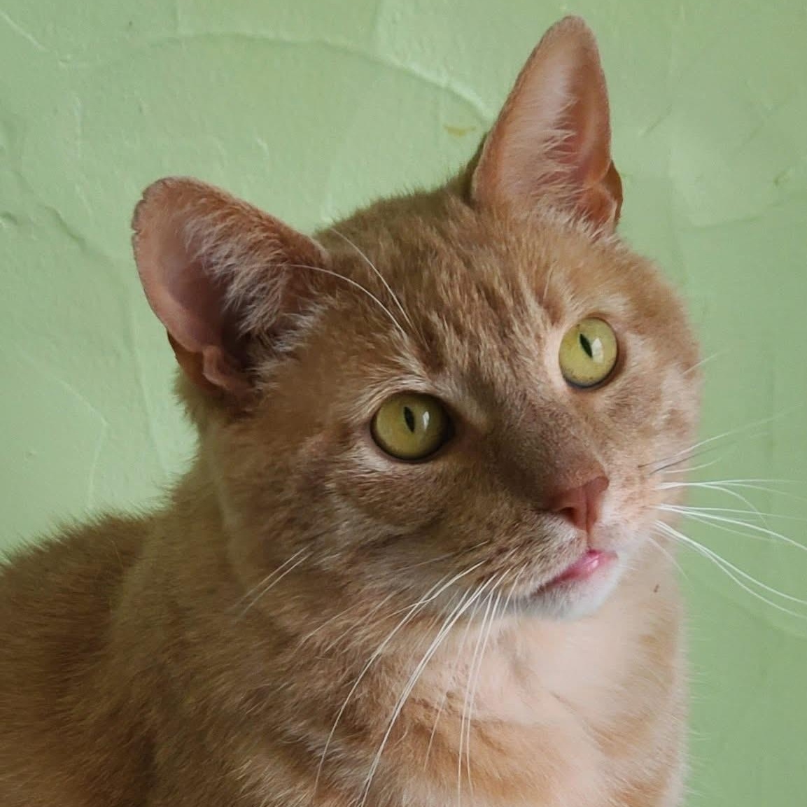 Enlarge Zeus, a Adoptable Domestic Short Hair in Albany, NY image 6/6