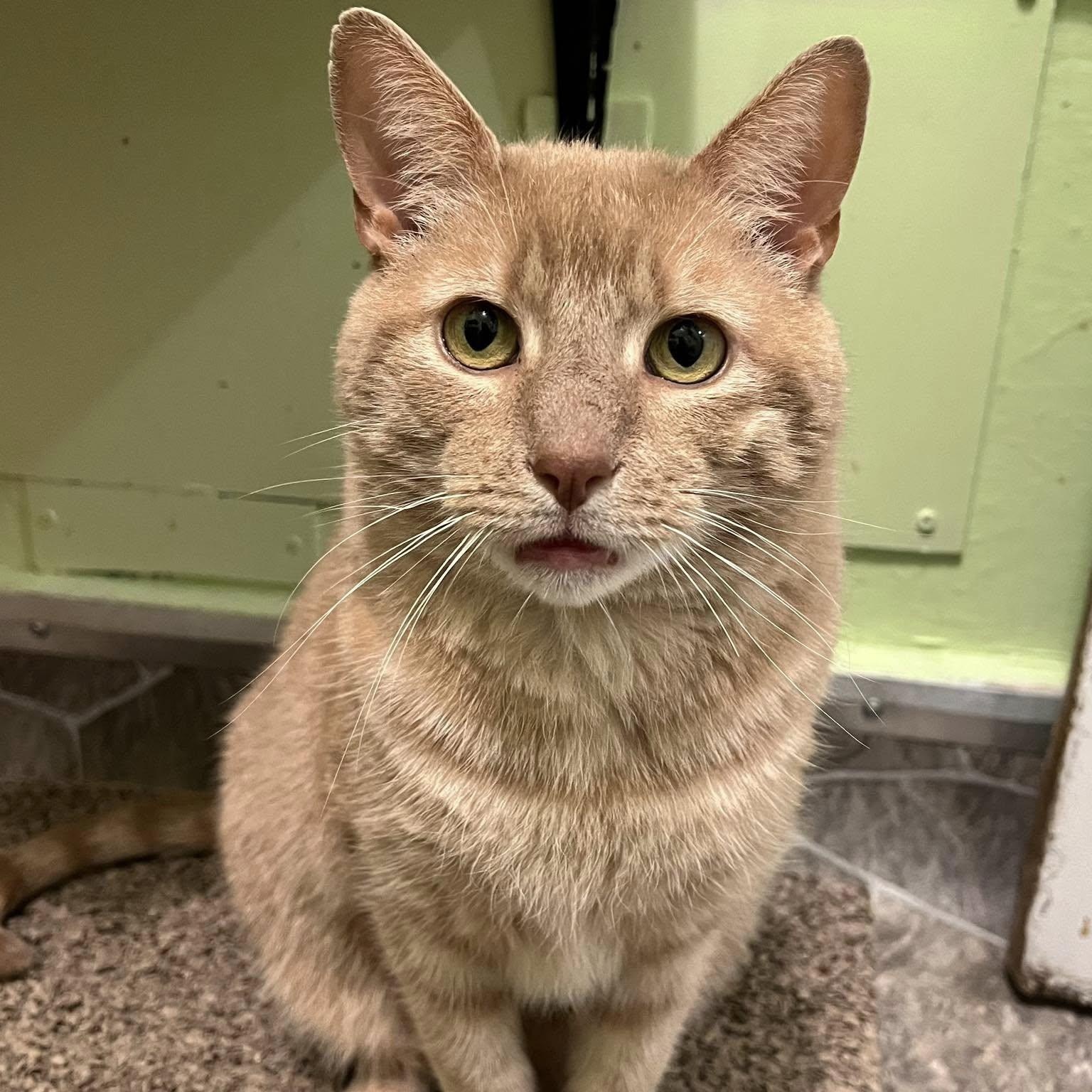 Zeus, a Adoptable Domestic Short Hair in Albany, NY image 5/6