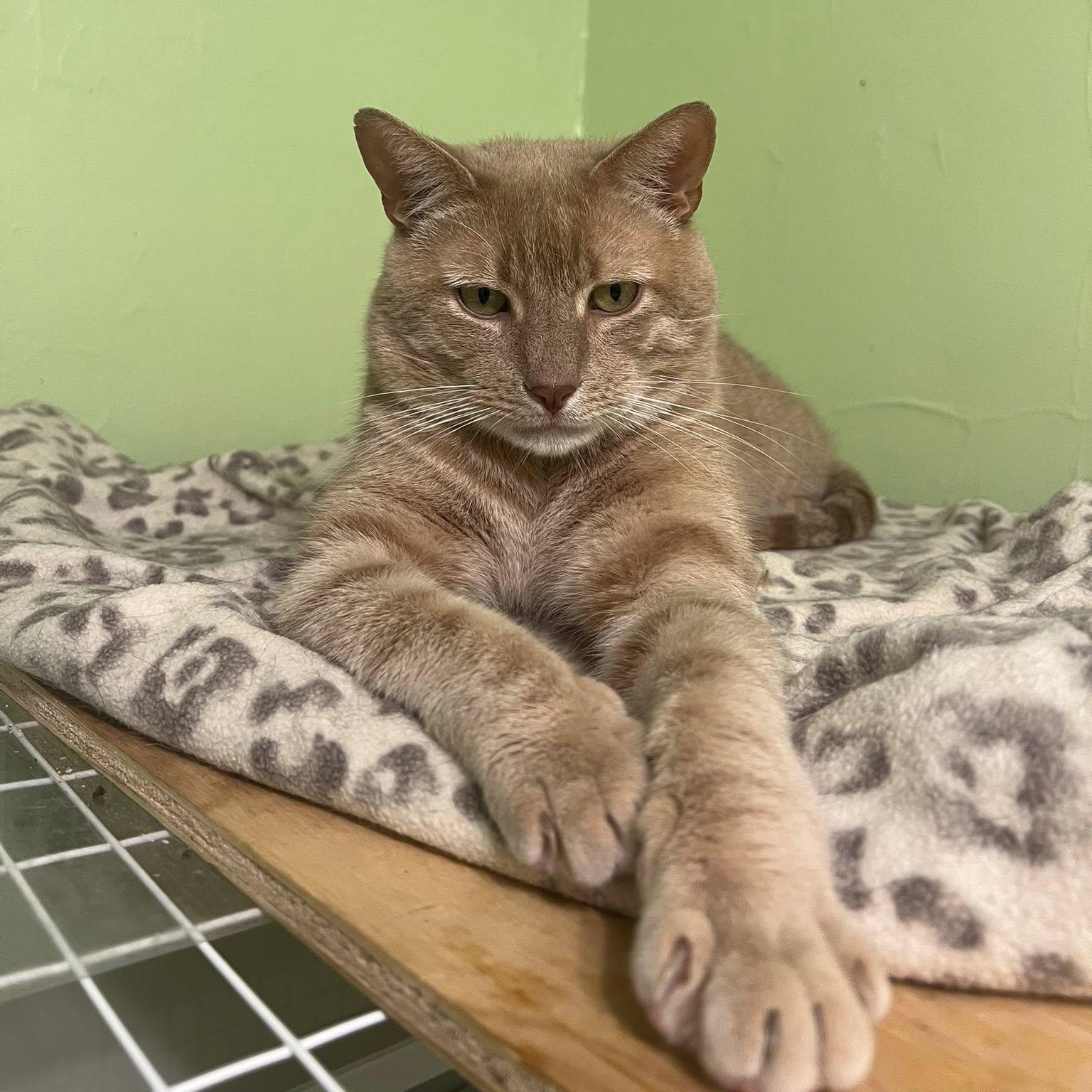 Zeus, a Adoptable Domestic Short Hair in Albany, NY image 2/6