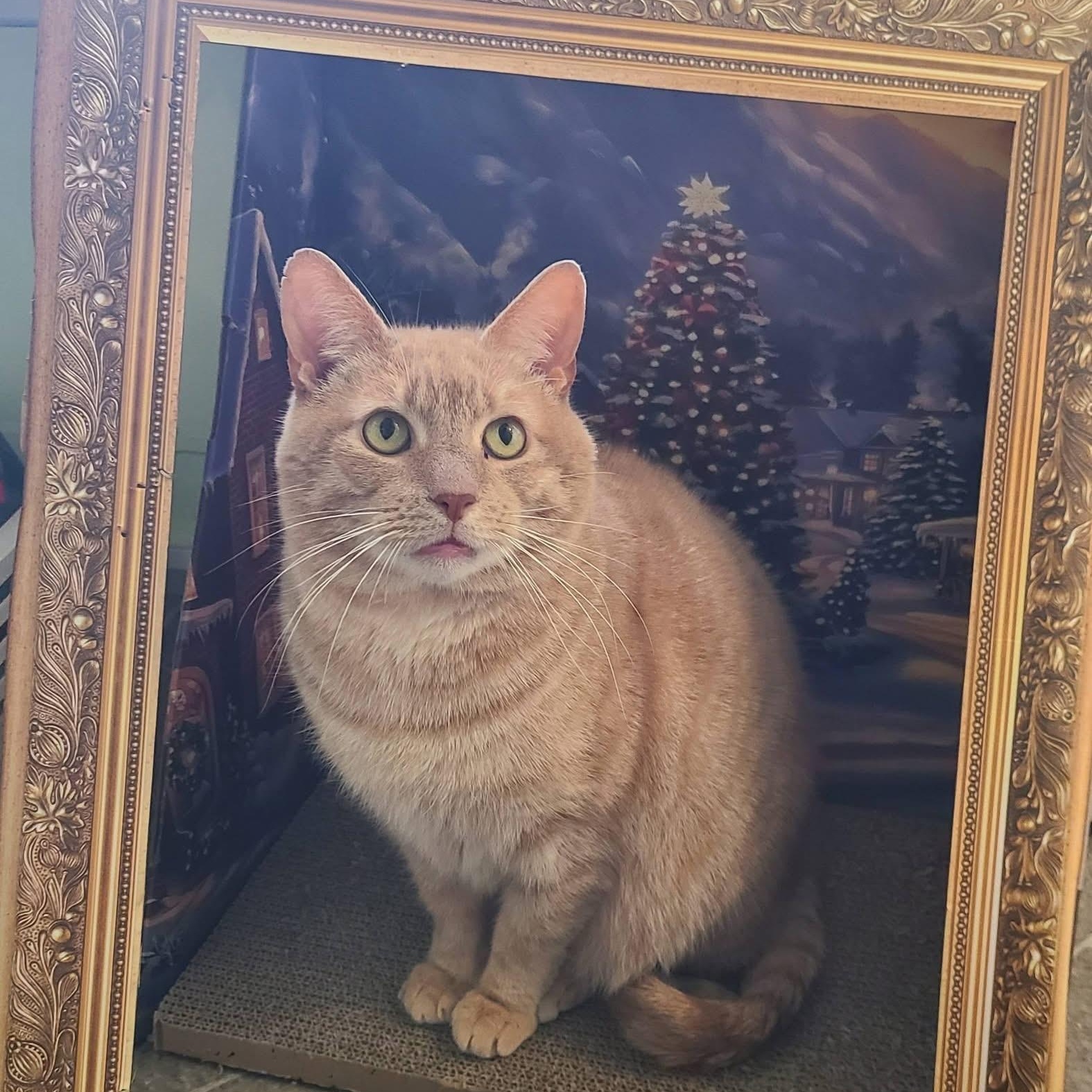 Enlarge Zeus, a Adoptable Domestic Short Hair in Albany, NY image 5/6