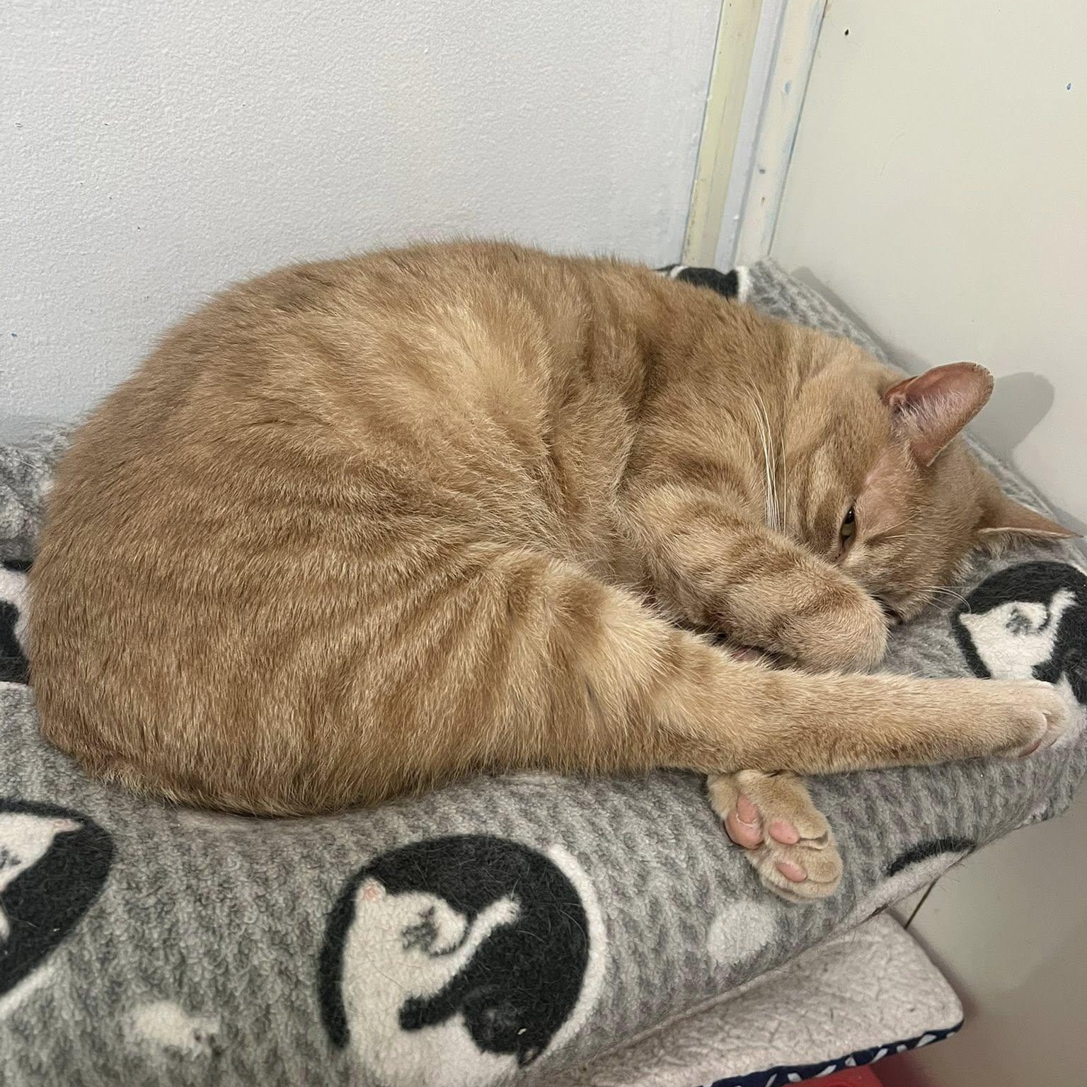 Zeus, a Adoptable Domestic Short Hair in Albany, NY image 3/6