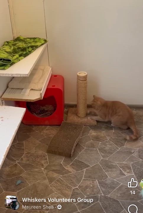 Enlarge Zeus, a Adoptable Domestic Short Hair in Albany, NY video 6/6