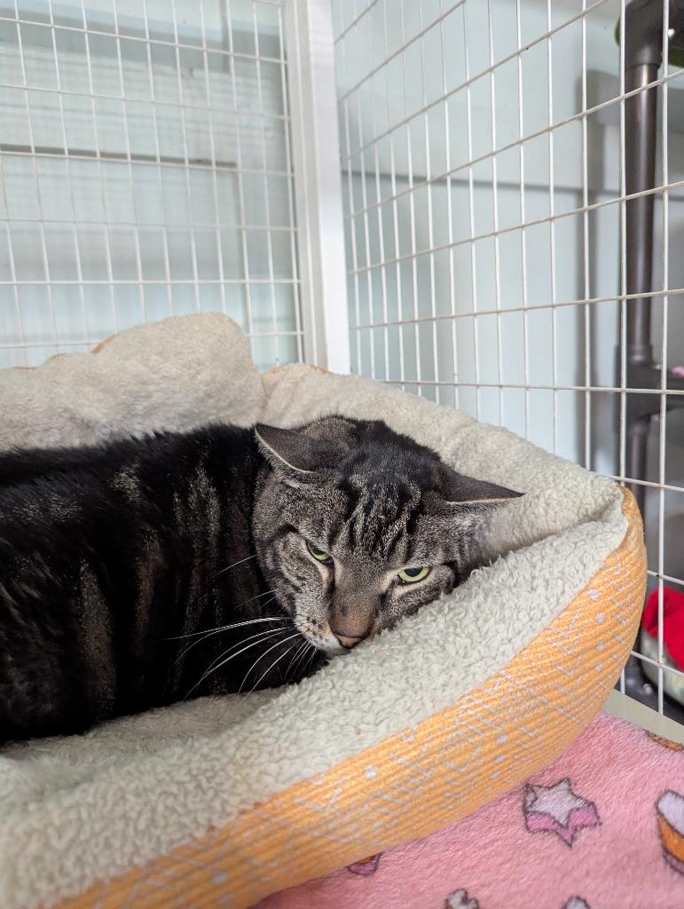 Tiger, Adoptable, Adult Male Domestic Short Hair.