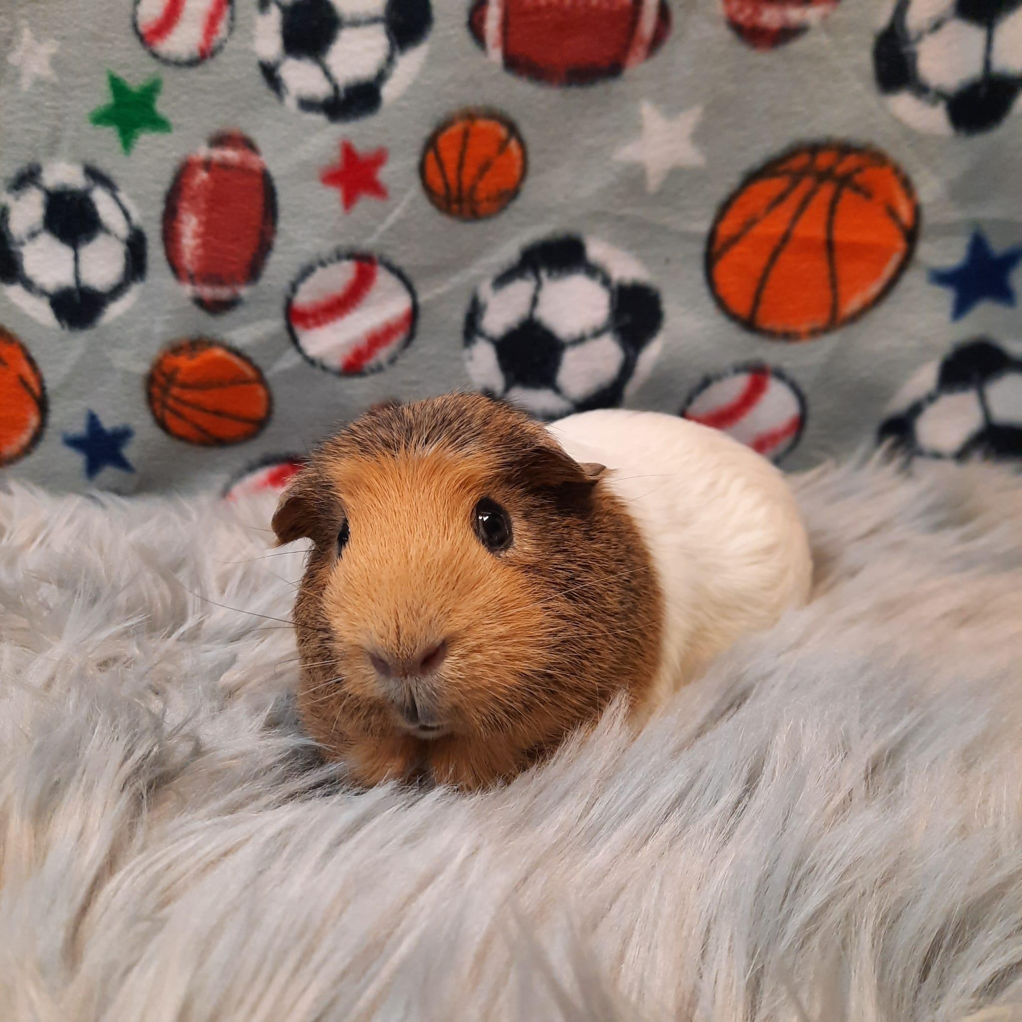 Lenny, a Adoptable Guinea Pig in Fountain Valley, CA image 1/2