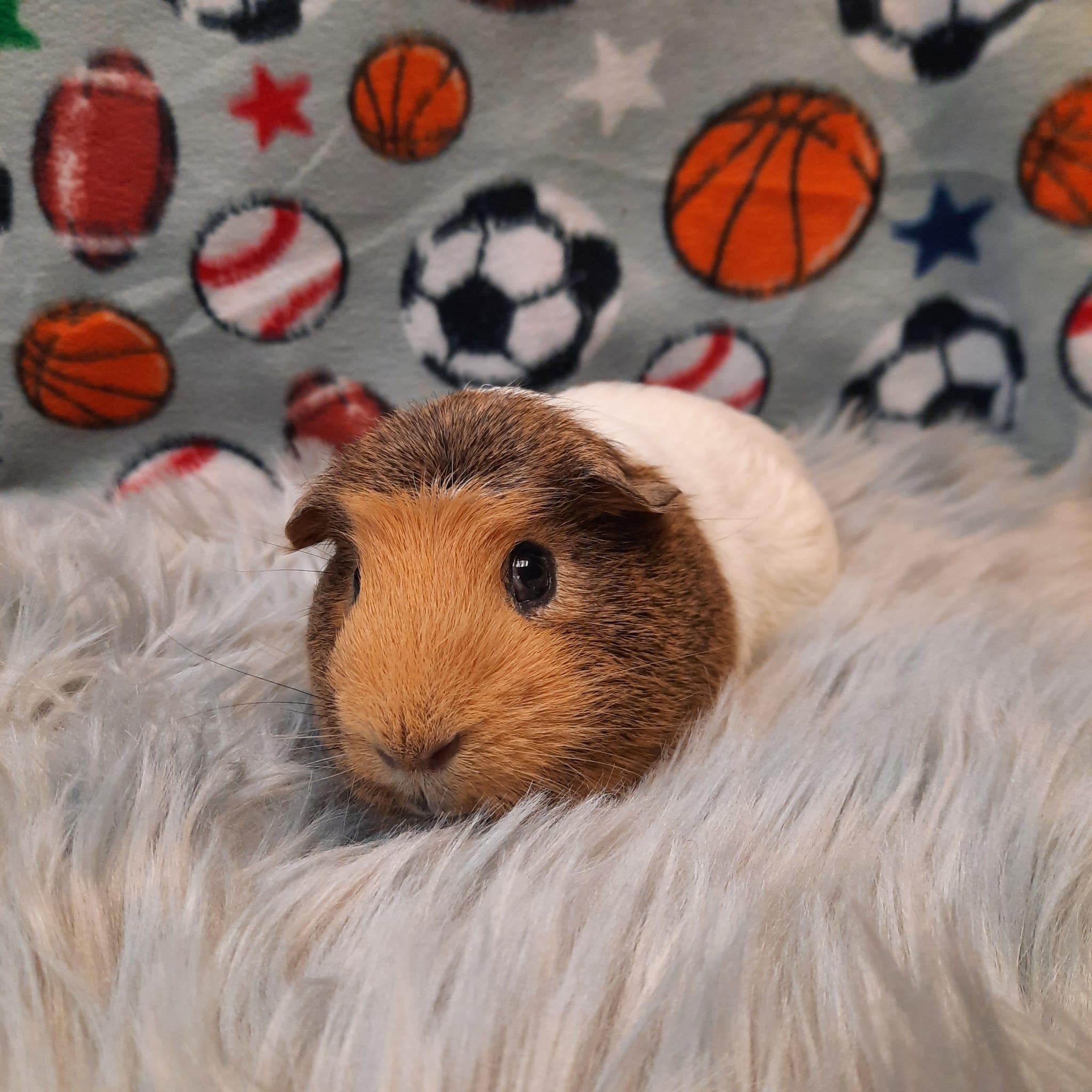 Lenny, a Adoptable Guinea Pig in Fountain Valley, CA image 2/2
