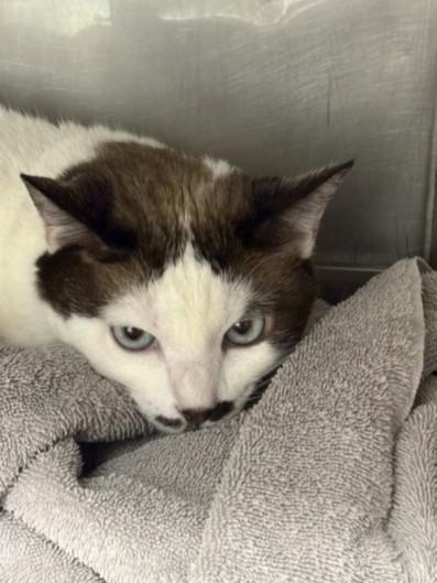 Enlarge MARILYN, a Adoptable American Shorthair in Chatsworth, CA image 1/1
