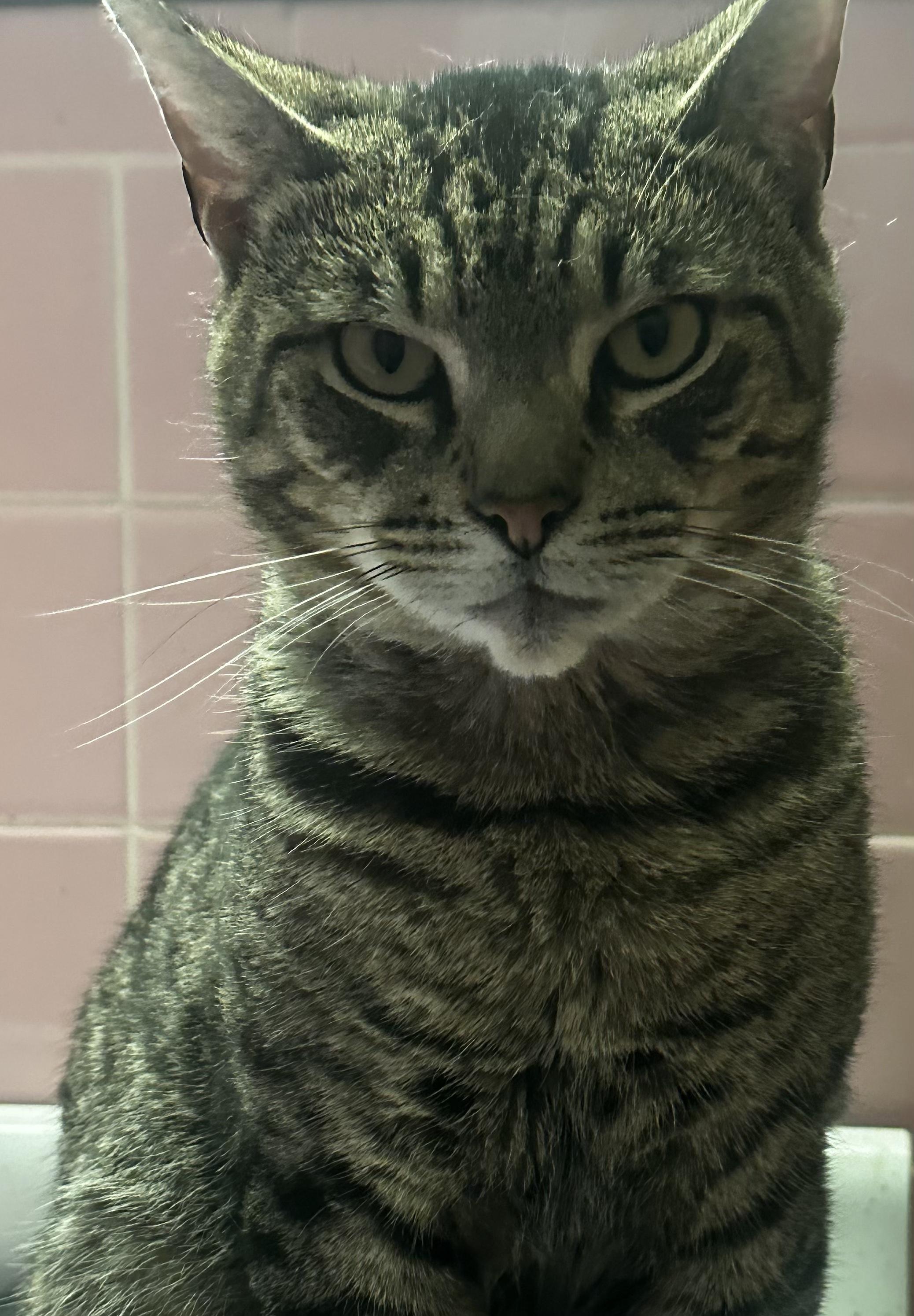 Bub, a Adoptable Domestic Short Hair in staten island, NY image 1/2