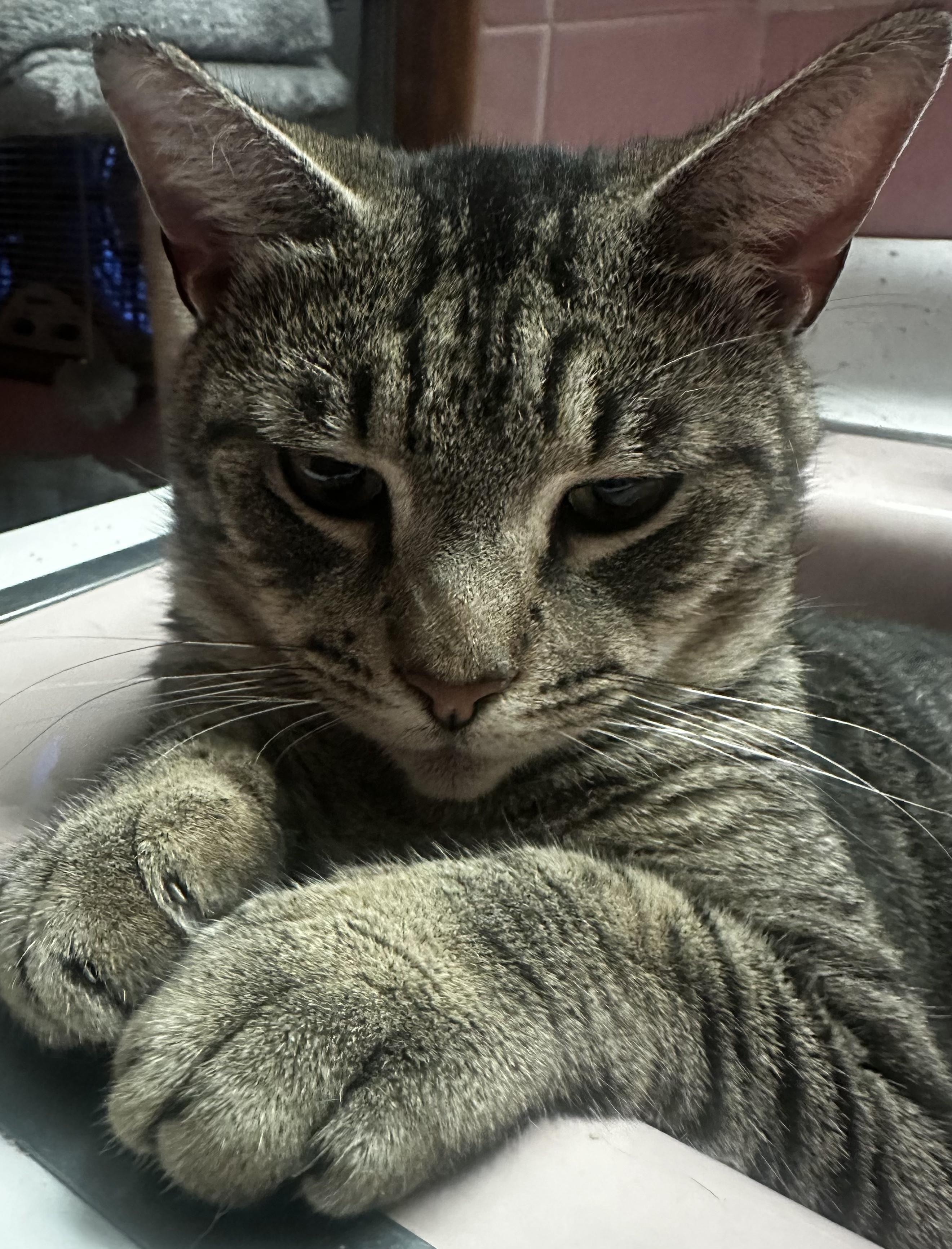 Bub, a Adoptable Domestic Short Hair in staten island, NY image 2/2