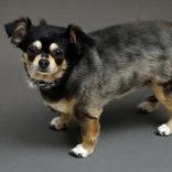 Enlarge Lily, a ADOPTABLE mixed breed in Portsmouth, OH image 1/1