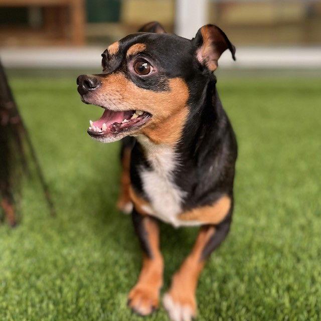 Kermit, Adopted, Adult Male Chihuahua.