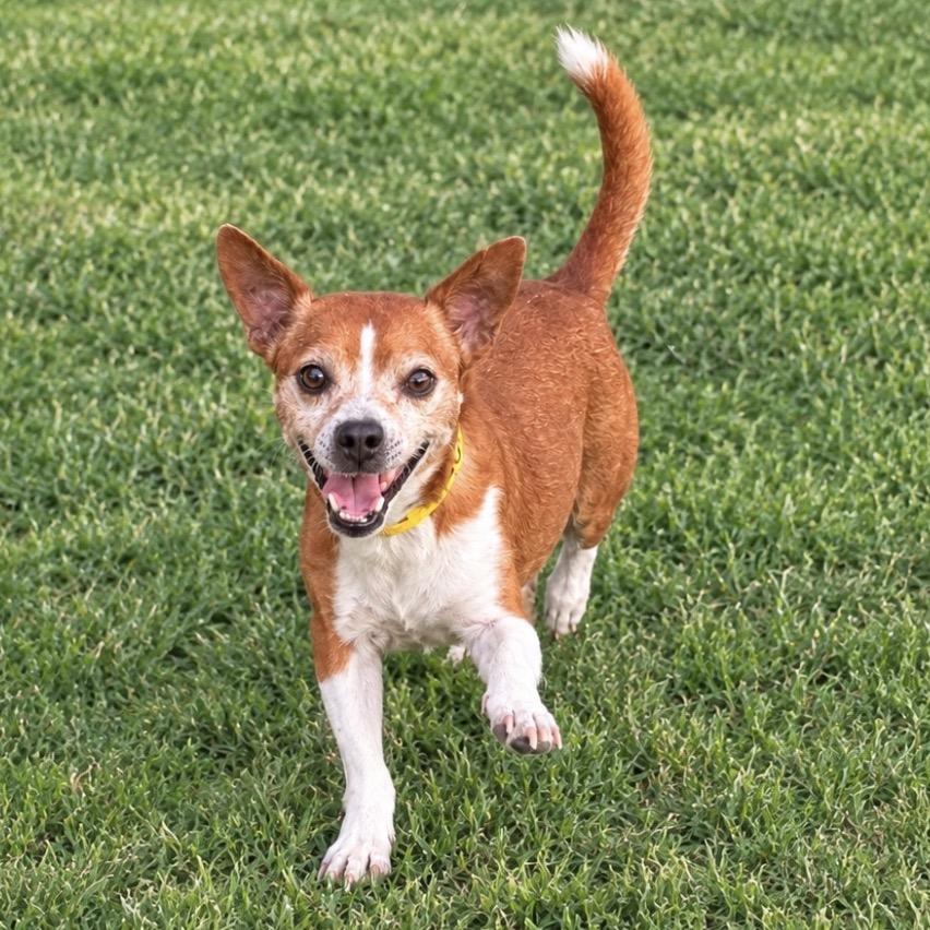 Vander, Adoptable, Senior Male Terrier & Mixed Breed.