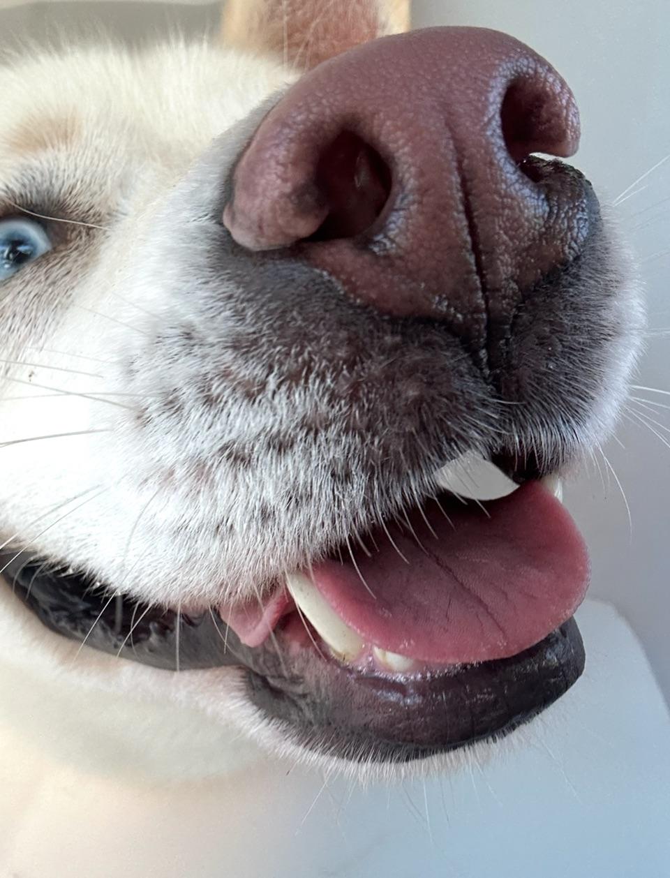 Hoku, a Adoptable Husky in Toluca Lake, CA image 1/4