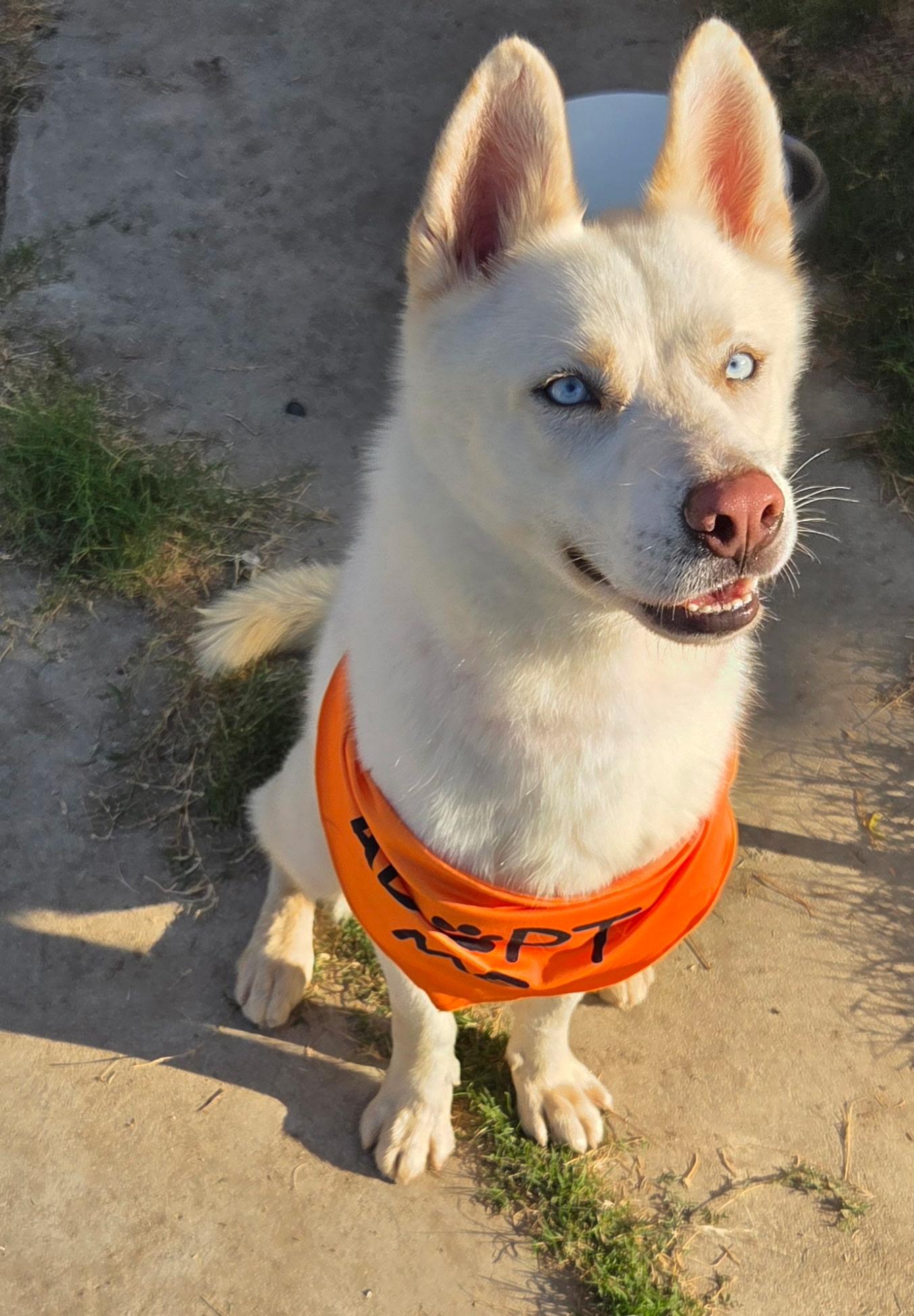 Hoku, a Adoptable Husky in Toluca Lake, CA image 2/4