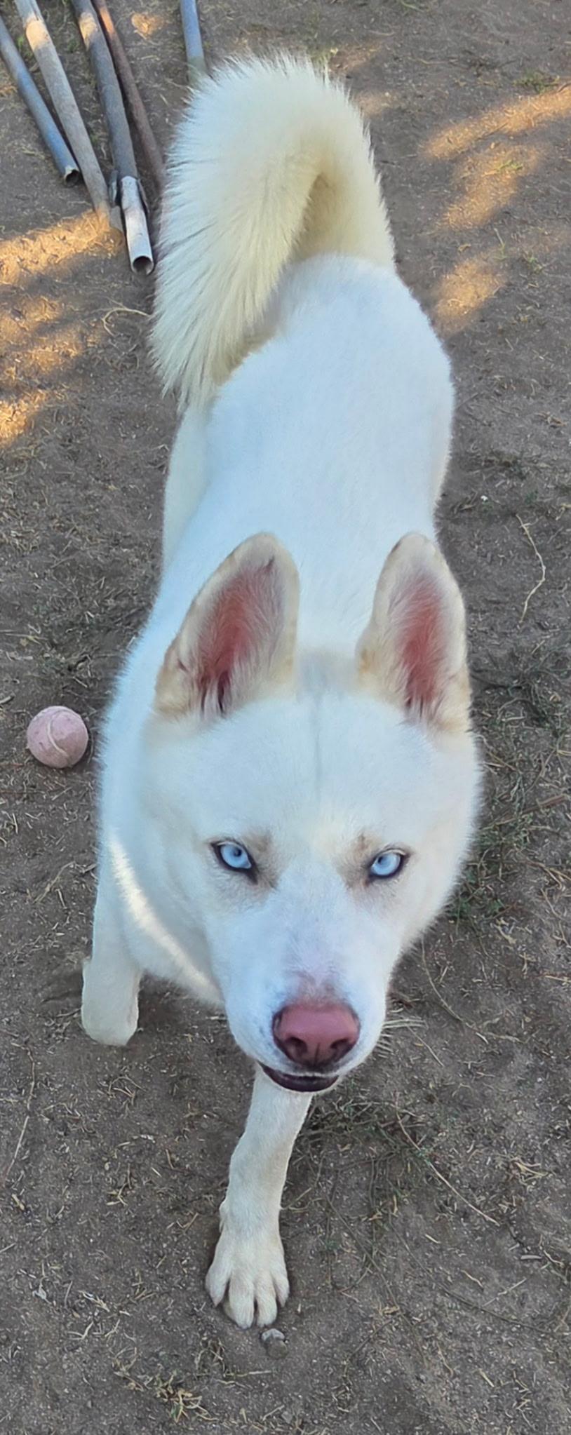 Hoku, a Adoptable Husky in Toluca Lake, CA image 3/4