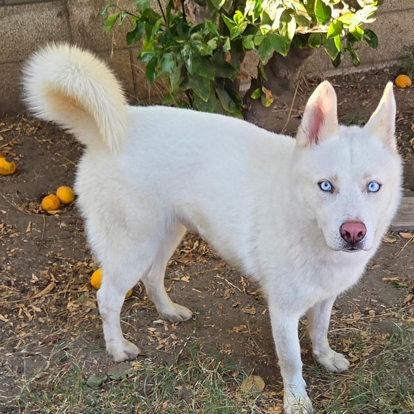 Hoku, a Adoptable Husky in Toluca Lake, CA image 4/4
