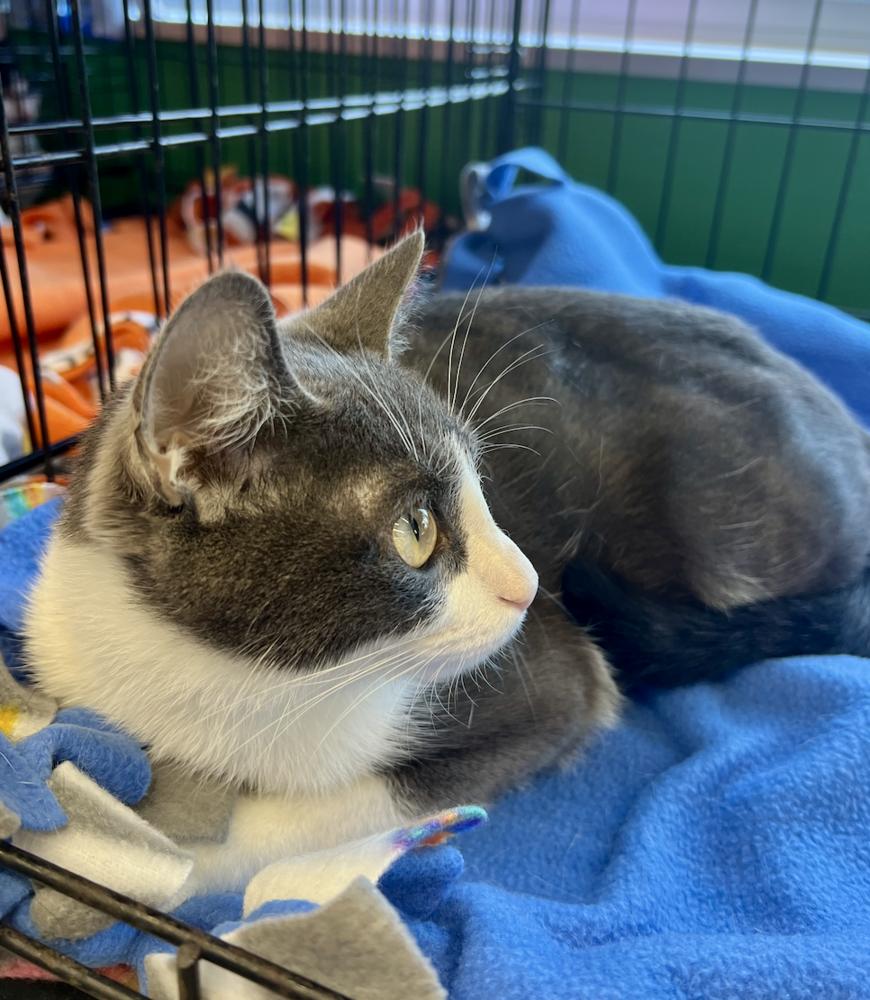 Enlarge Rai, a Adoptable mixed breed in Oradell, NJ image 2/6