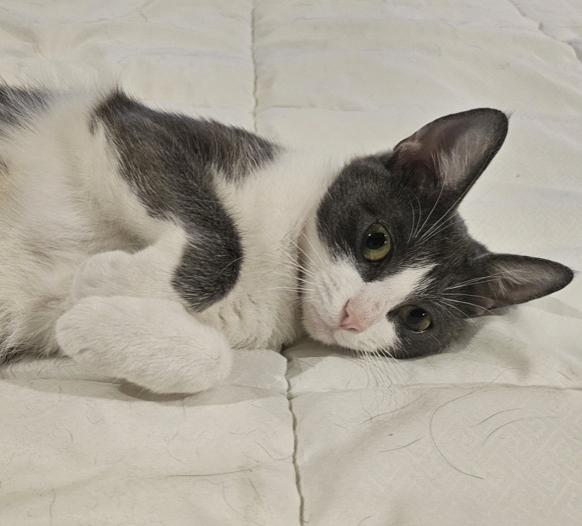 Enlarge Rai, a Adoptable mixed breed in Oradell, NJ image 3/6