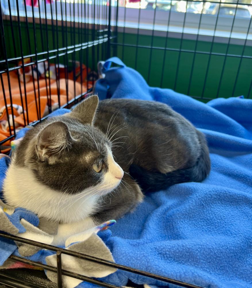 Rai, a Adoptable mixed breed in Oradell, NJ image 3/6