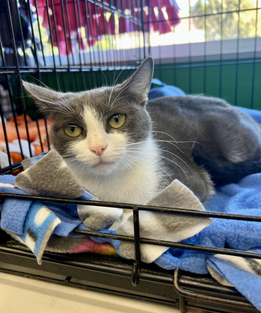 Enlarge Rai, a Adoptable mixed breed in Oradell, NJ image 6/6