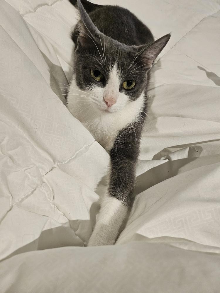 Rai, a Adoptable mixed breed in Oradell, NJ image 5/6