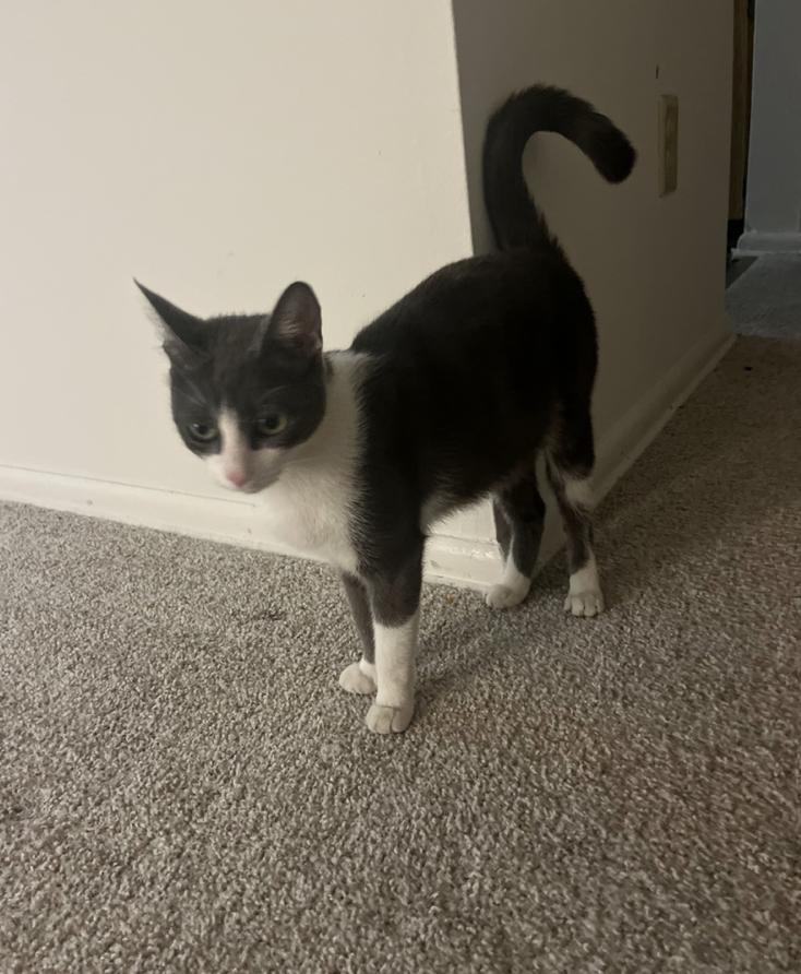 Rai, a Adoptable mixed breed in Oradell, NJ image 6/6