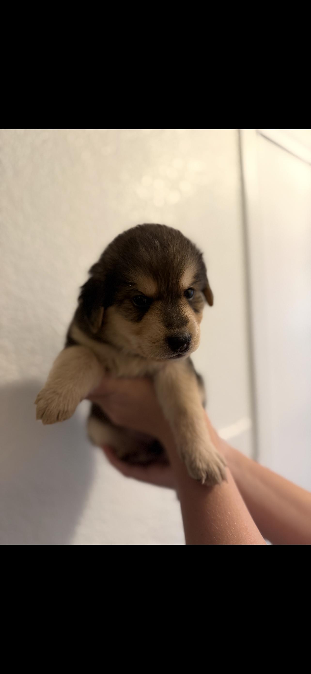 Enlarge Eugene, an adopted mixed breed in Mabank, TX image 3/3