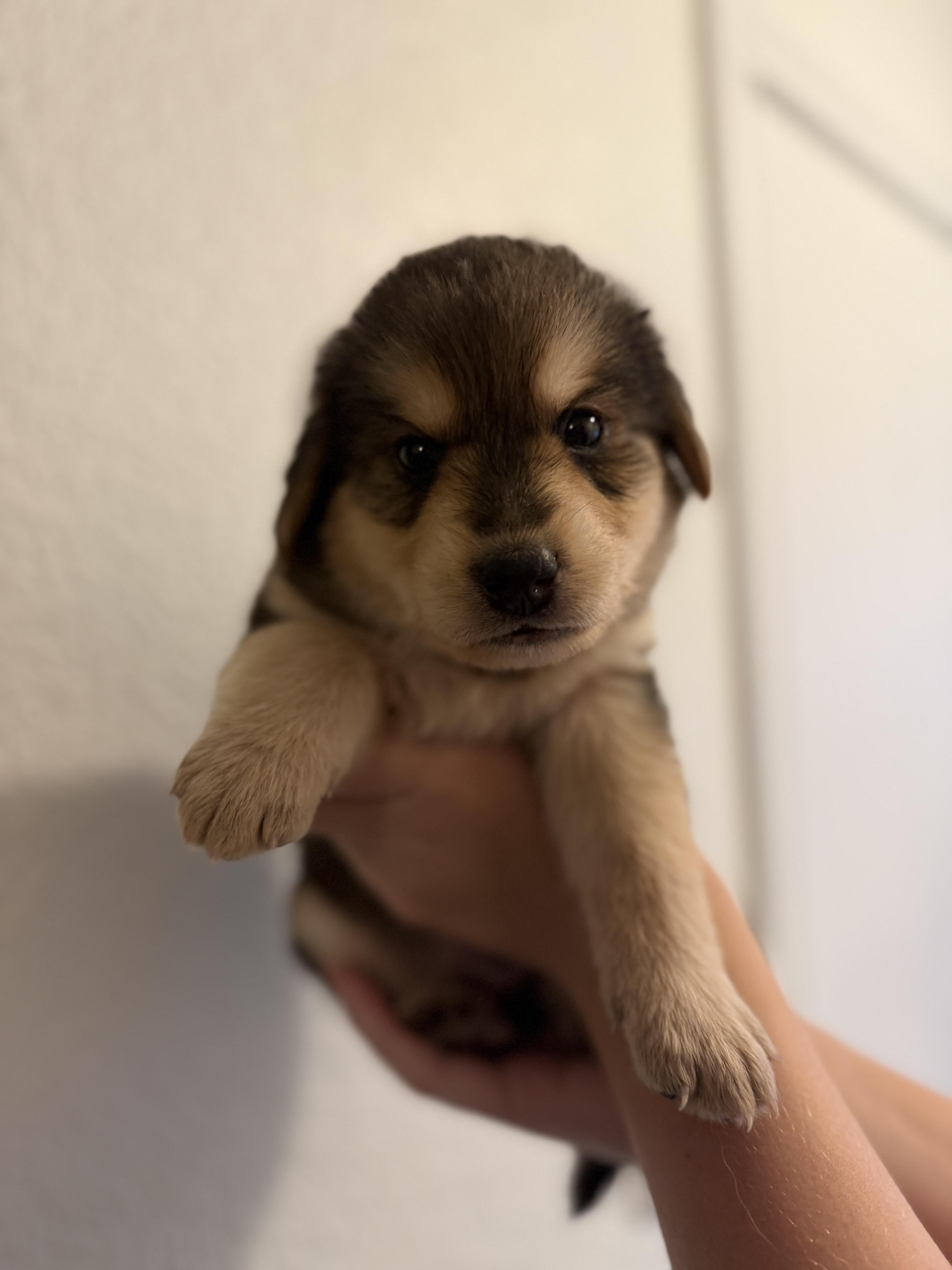 Enlarge Eugene, an adopted mixed breed in Mabank, TX image 2/3