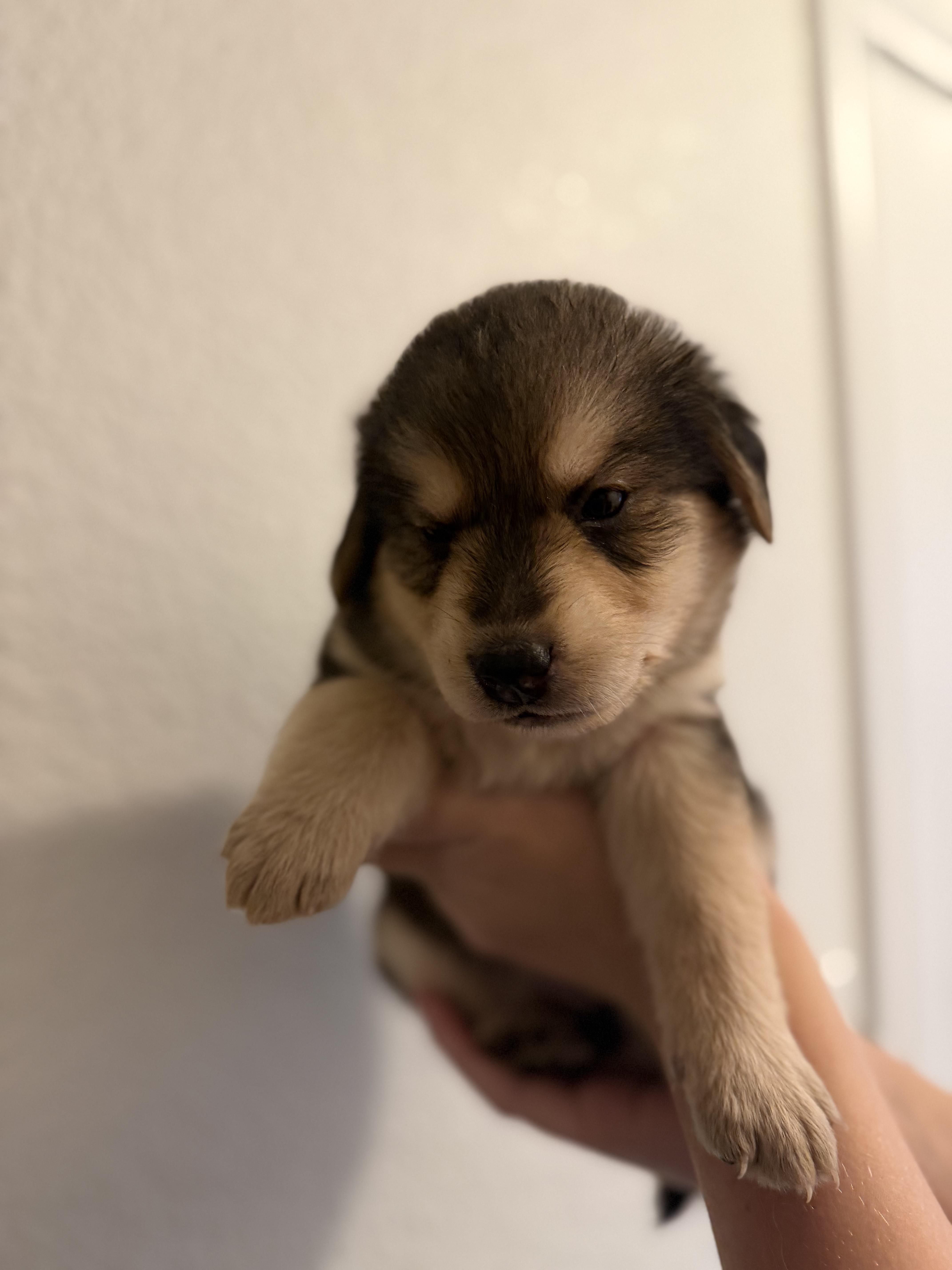 Eugene, adopted, Puppy Male Anatolian Shepherd & Great Pyrenees.