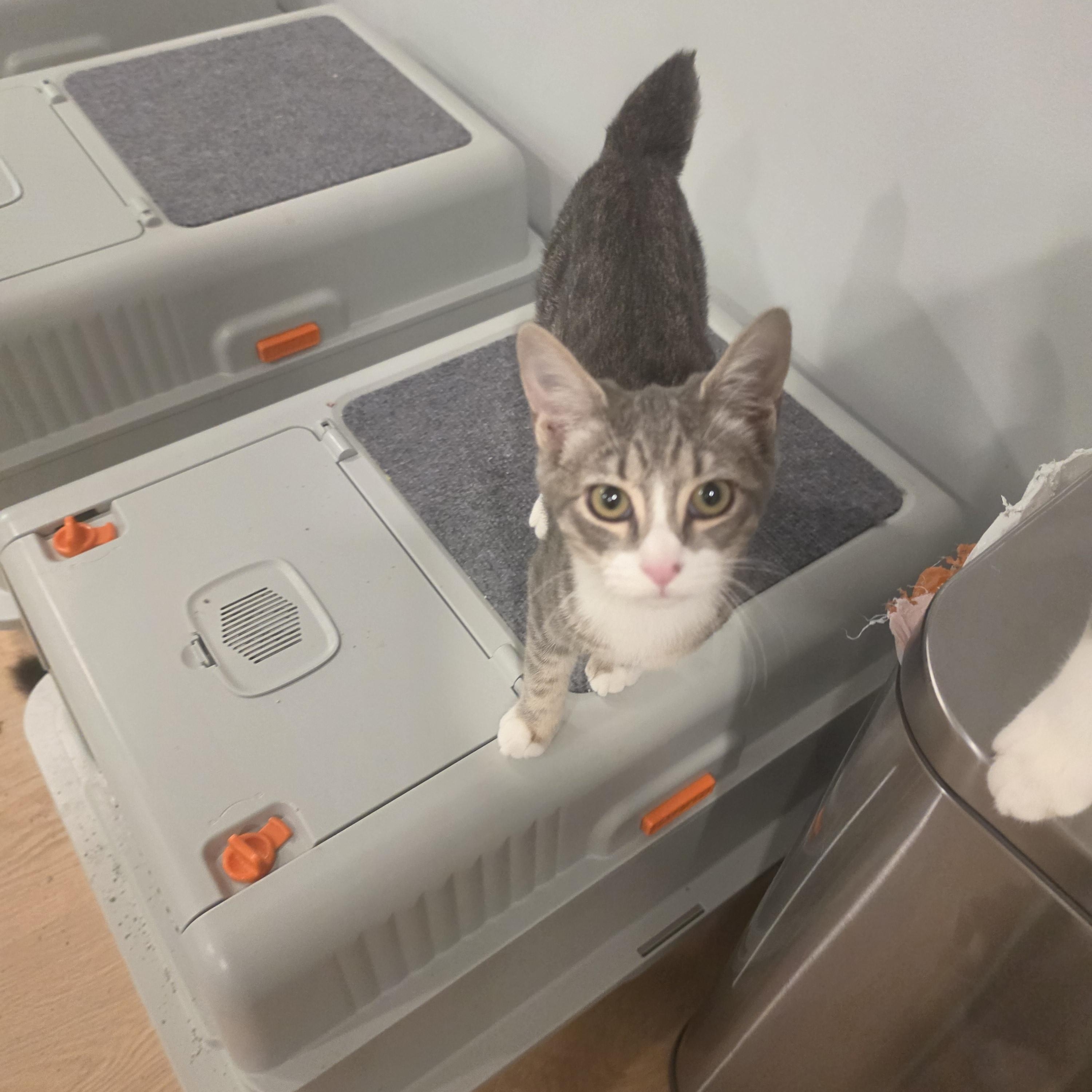 Enlarge Rollie Polly, a Adoptable American Bobtail in Lawrenceville, GA image 1/4