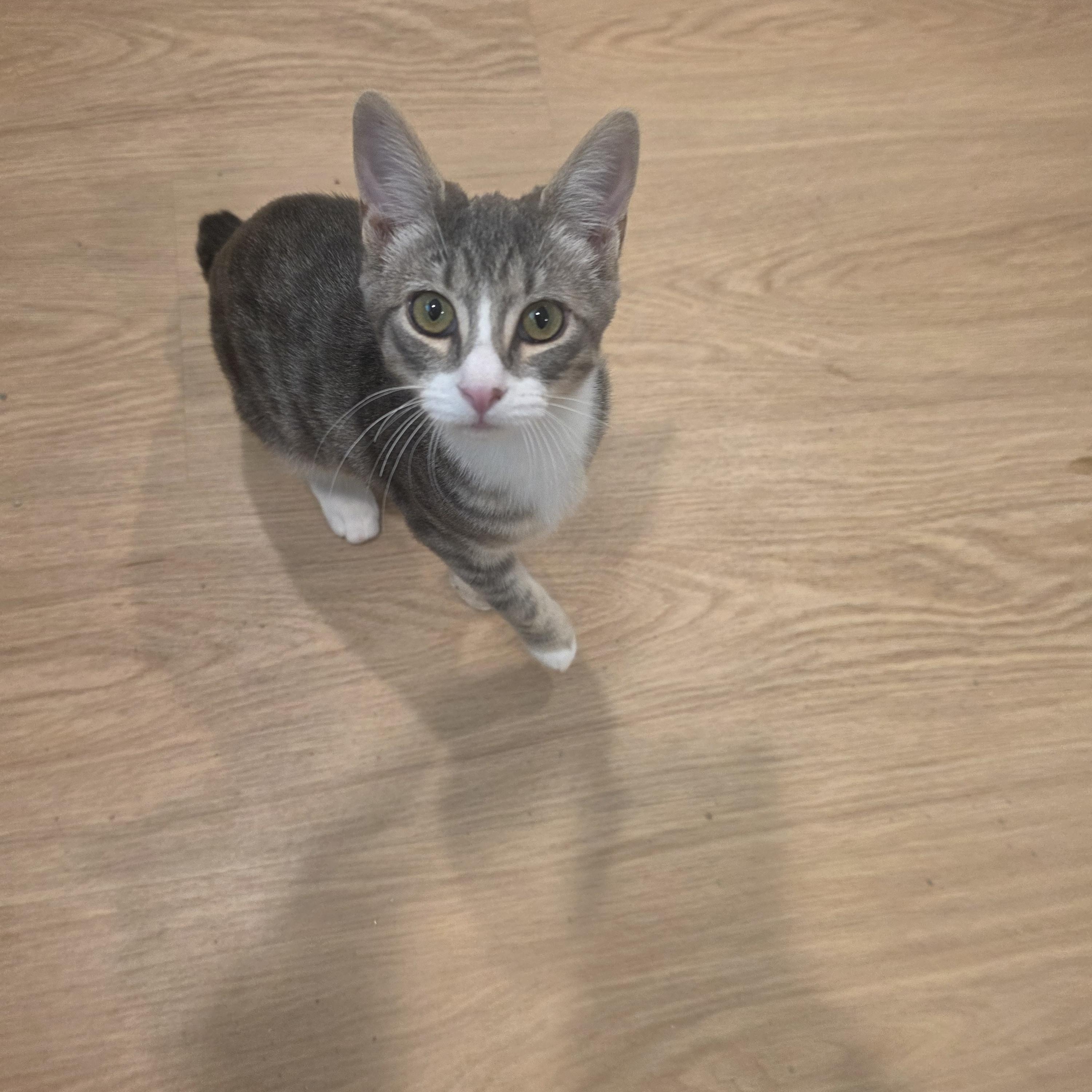 Enlarge Rollie Polly, a Adoptable American Bobtail in Lawrenceville, GA image 4/4