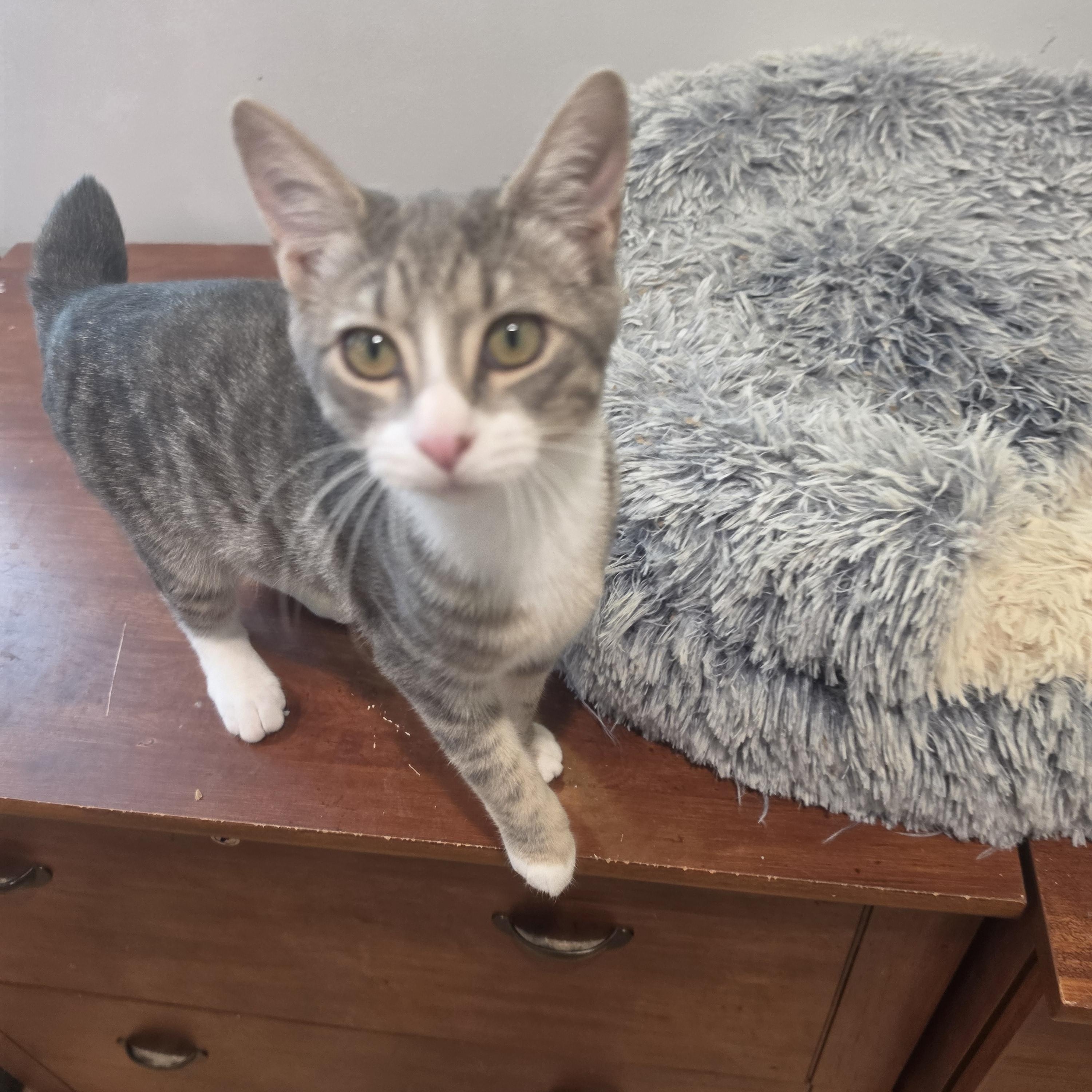 Enlarge Rollie Polly, a Adoptable American Bobtail in Lawrenceville, GA image 3/4
