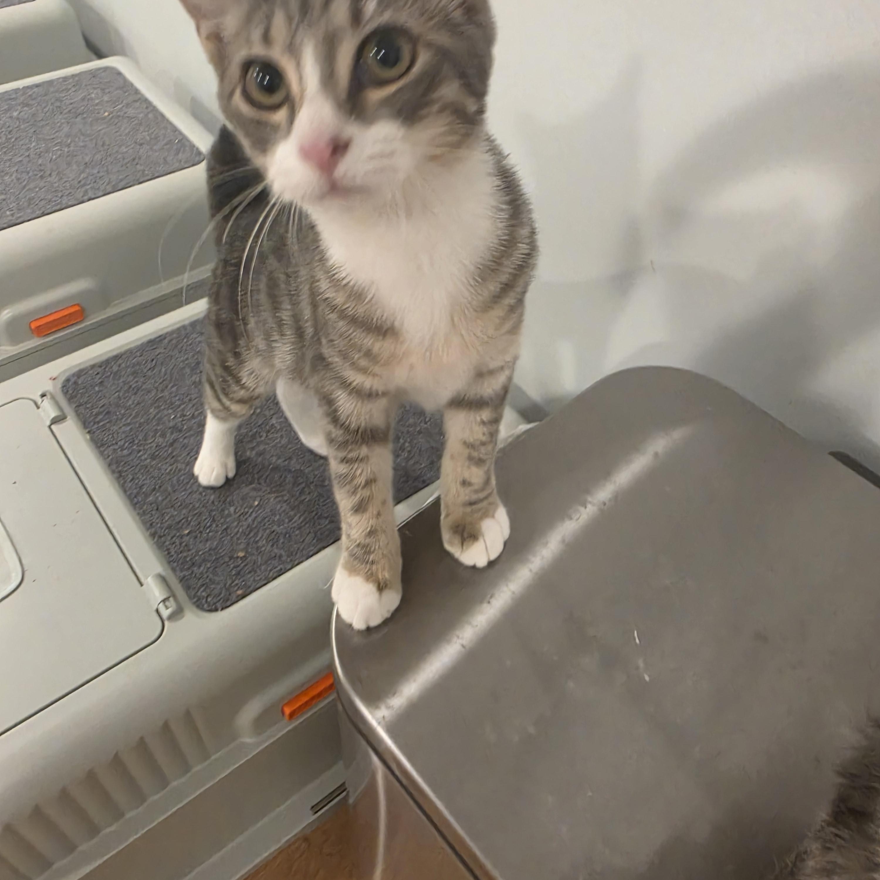 Enlarge Rollie Polly, a Adoptable American Bobtail in Lawrenceville, GA image 2/4
